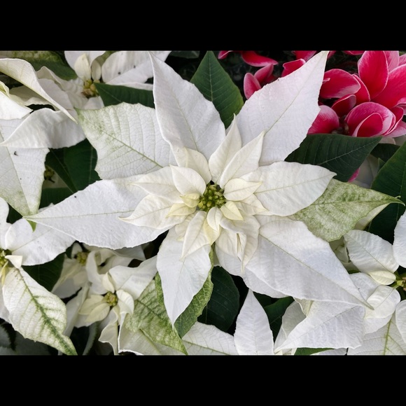 Meet your Posher, Dana - Picture 1 of 1